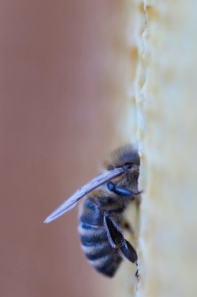 黑蜜蜂